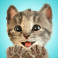 我最喜爱的猫猫游戏安卓版 v1.0